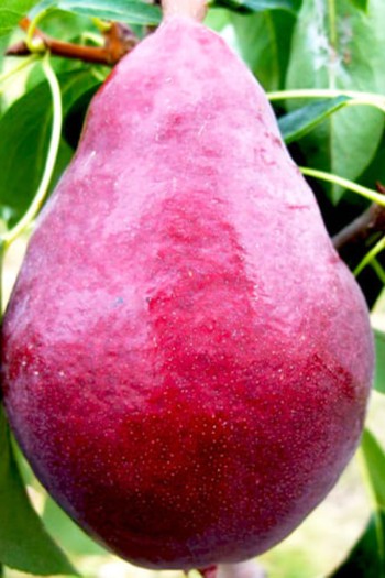 Груша колоновидна ‘Кармен’|Pyrus communis ‘Karmen’|Груша колоновидная ’Кармен’